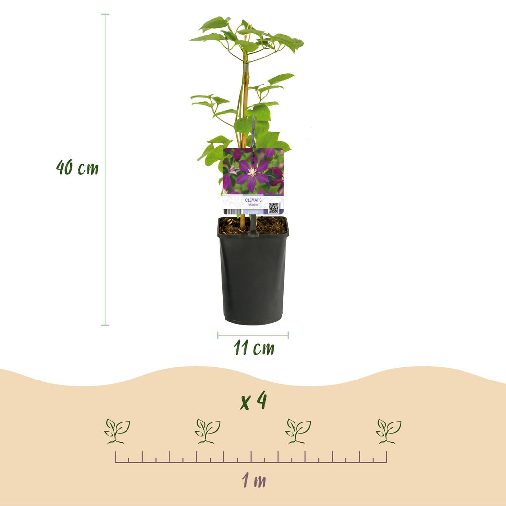 Green boutiQ - Plante grimpante - Clématite Mikelite - Fleur violette - Peu d'entretien - 2 plantes - Pot 11cm Hauteur 40cm