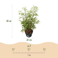 Green boutiQ - Grassen - Fargesia scabrida Asian Wonder - Niet Woekerende Bamboe - Bladhoudend - Groen - 1 Plant - Pot 23 cm - Hoogte 80 cm