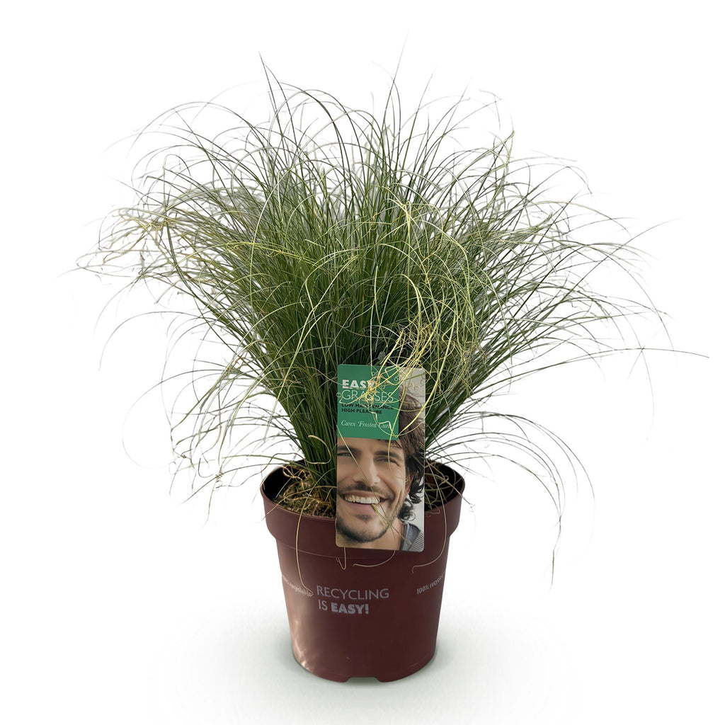 Green boutiQ - Graminées ornementales - Carex comans Frosted Curls - Vert - 1 Plante - Persistant - Rustique - Pot 17cm Hauteur 50cm