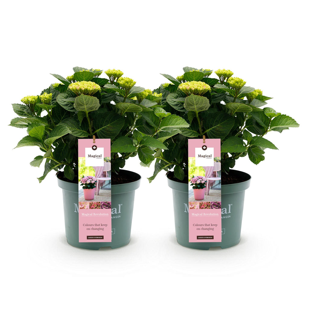 Green boutiQ - Terrassenpflanze - Hortensie - Hydrangea Magical Revolution Pink - Rosa - 6-10 Blüten - 2 Pflanzen - Topf 23 cm Höhe 55 cm