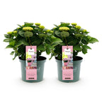 Green boutiQ - Terrassenpflanze - Hortensie - Hydrangea Magical Revolution Pink - Rosa - 6-10 Blüten - 2 Pflanzen - Topf 23 cm Höhe 55 cm
