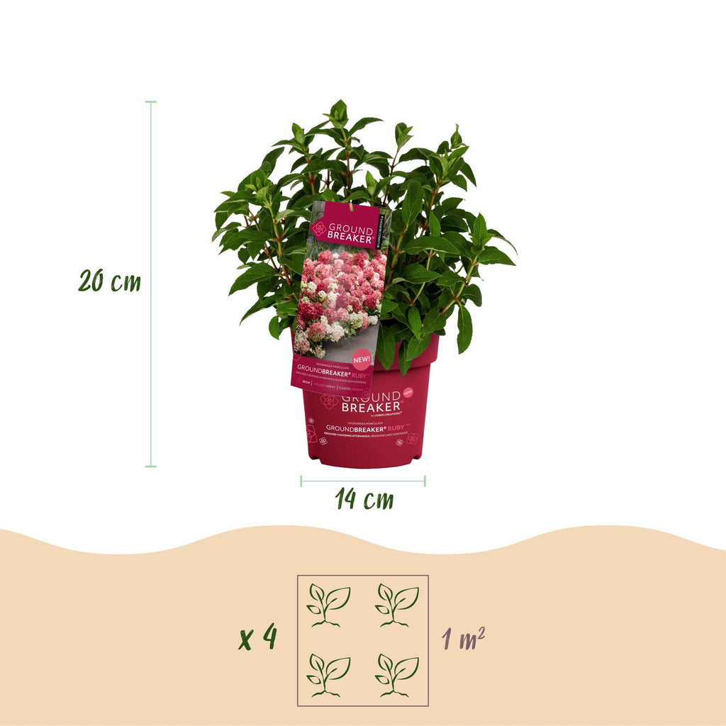 Green boutiQ - Plante de jardin - Hydrangea paniculata Groundbreaker Ruby - Hortensia paniculé - Rustique - Rouge - 4 plantes - Pot 14 cm - Hauteur 20-25 cm