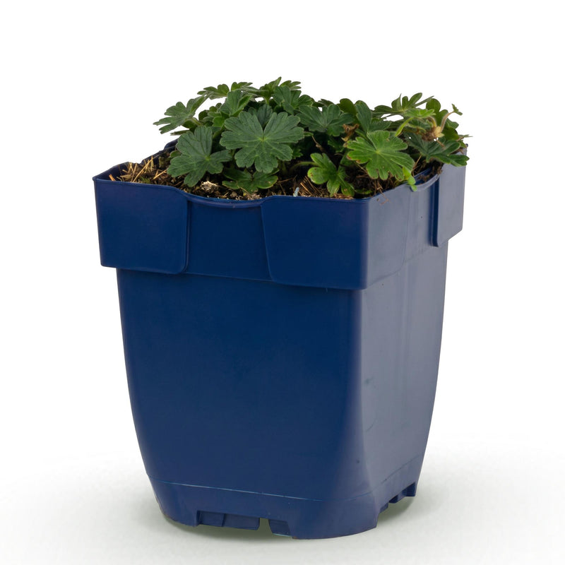 Green boutiQ - Vasteplant - Geranium sang. Max Frei - Ooievaarsbek - Bodembedekkend - Roze - 1 Plant - Pot 11cm - Hoogte 15-25cm