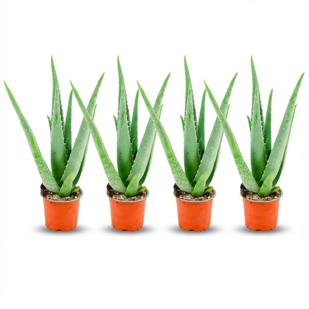 Aloë Vera - 4 Stuks - Ø 10,5 cm - Hoogte: 35 - 40cm