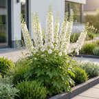 Green boutiQ - Plante vivace - Delphinium (P) Galahad - Pied-d'alouette - Attire les abeilles et les papillons - Blanc - 1 Plante - Pot 11cm - Hauteur 15-25cm