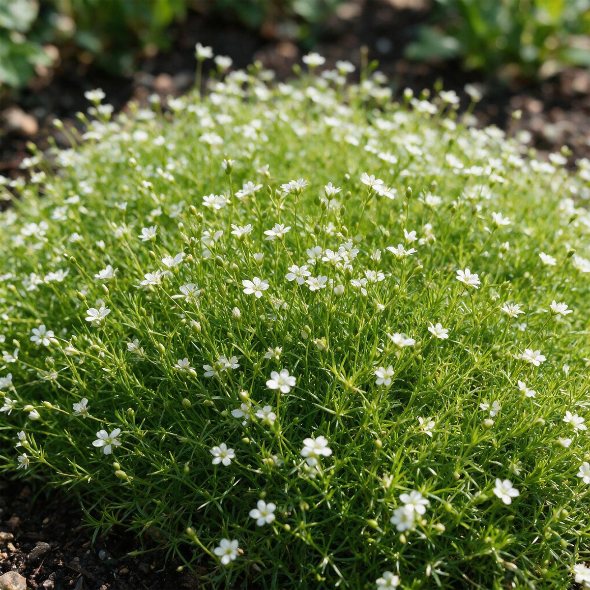 Green boutiQ - Perennial - Sagina subulata - Stonecrop - White - 12 Plants - Pot 11cm - Height 15-25cm