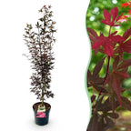 Green boutiQ - Plante de jardin - Acer palmatum Skeeters Broom - Érable du Japon - Caduc - Rouge - 1 - Pot 26cm - Hauteur 90cm