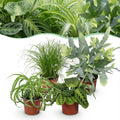 Green boutiQ - Plante d'intérieur - Chlorophytum - Cyperus - Phlebodium - Marantha - Mix de 4 - Plantes adaptées aux animaux de compagnie - Vert - 4 plantes - Pot 12cm - Hauteur 25cm