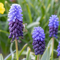 200x Muscari Latifolium - Breedbladig blauw druifje - Blauw - Verwilderingsbol - Bolmaat 5/6
