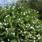 Green boutiQ - Plante sur tige - Hibiscus syriacus White Chiffon® - Plante de terrasse - Caduc - Rustique - Fleur blanche - Pot 19 cm Hauteur 90 cm
