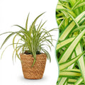 Green boutiQ - Zimmerpflanze - Chlorophytum comosum Variegatum - Bunte Grünlilie - Haustierfreundliche Pflanze - Grün - 1 Pflanze - mit Korb - Topf 12 cm - Höhe 20 cm