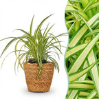 Green boutiQ - Zimmerpflanze - Chlorophytum comosum Variegatum - Bunte Grünlilie - Haustierfreundliche Pflanze - Grün - 1 Pflanze - mit Korb - Topf 12 cm - Höhe 20 cm