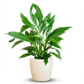 Green boutiQ - Zimmerpflanze - Einblatt - Spathiphyllum - Weiß - Pflegeleicht - 1 Pflanze - mit Topf Weiß - Topf 21cm - Höhe 70 - 80cm