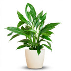 Green boutiQ - Zimmerpflanze - Einblatt - Spathiphyllum - Weiß - Pflegeleicht - 1 Pflanze - mit Topf Weiß - Topf 21cm - Höhe 70 - 80cm