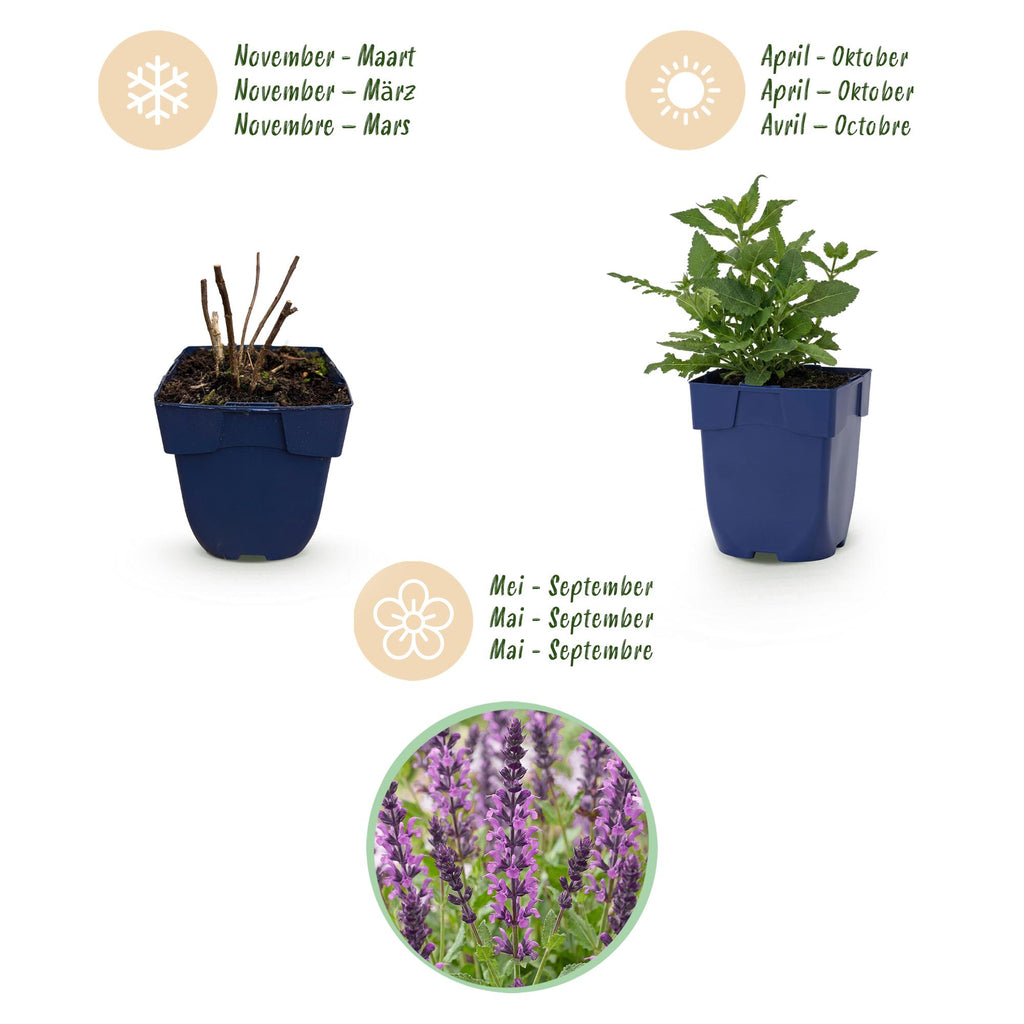 Green boutiQ - Stauden - Salvia nem. Sense Deep Pink - Salbei - Bienen- und Schmetterlingsmagnet - Rosa - 3 Pflanzen - Topf 11cm - Höhe 15-25cm