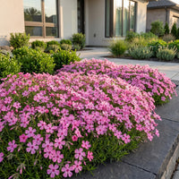 Green boutiQ - Vasteplant - Phlox MacDaniel's Cushion - Vlambloem - Bodembedekkend - Donker Roze - 3 Planten - Pot 11cm - Hoogte 15-25cm