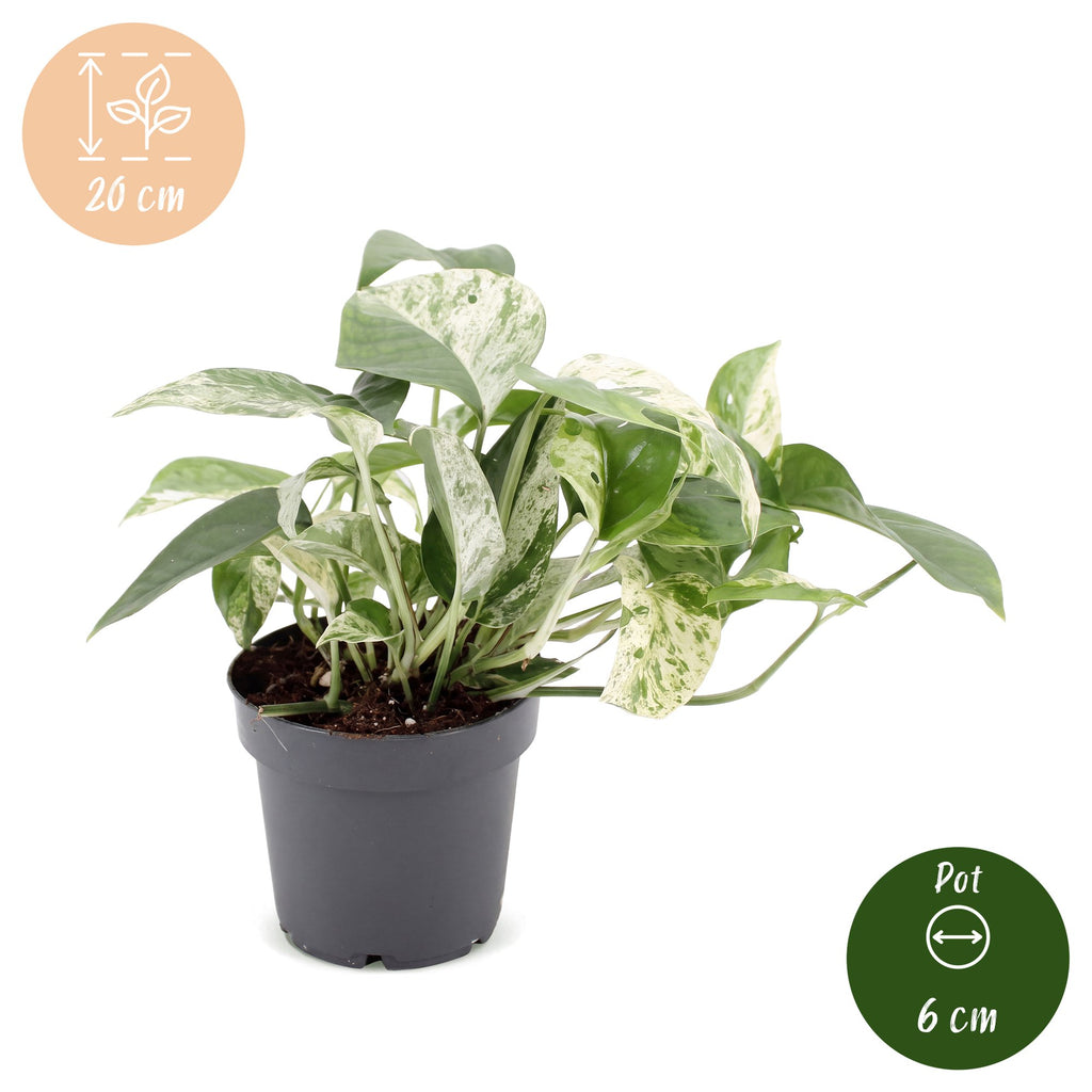 Epipremnum Marble Variegata - Marble Queen Pothos - Green - White - Tropical - Ø12cm - ↕20cm