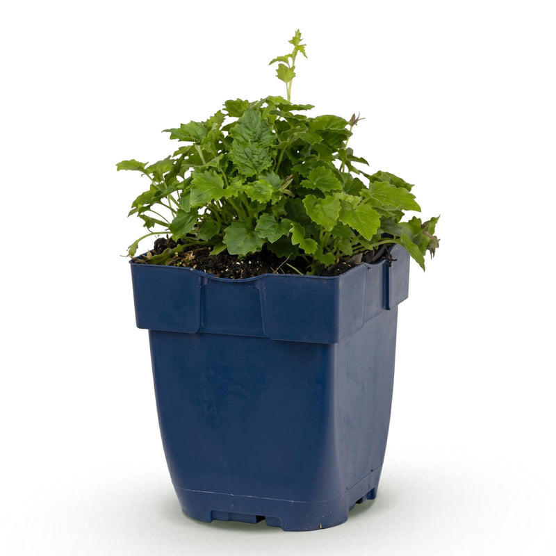 Green boutiQ - Vasteplant - Campanula posch. Lisduggan Variety - Perzikbladklokje - Bodembedekkend - Wit - 1 Plant - Pot 11cm - Hoogte 15-25cm