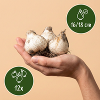 12x Allium Mount Everest - Sierui - Wit - Zomerbloeier - Bolmaat 16/18