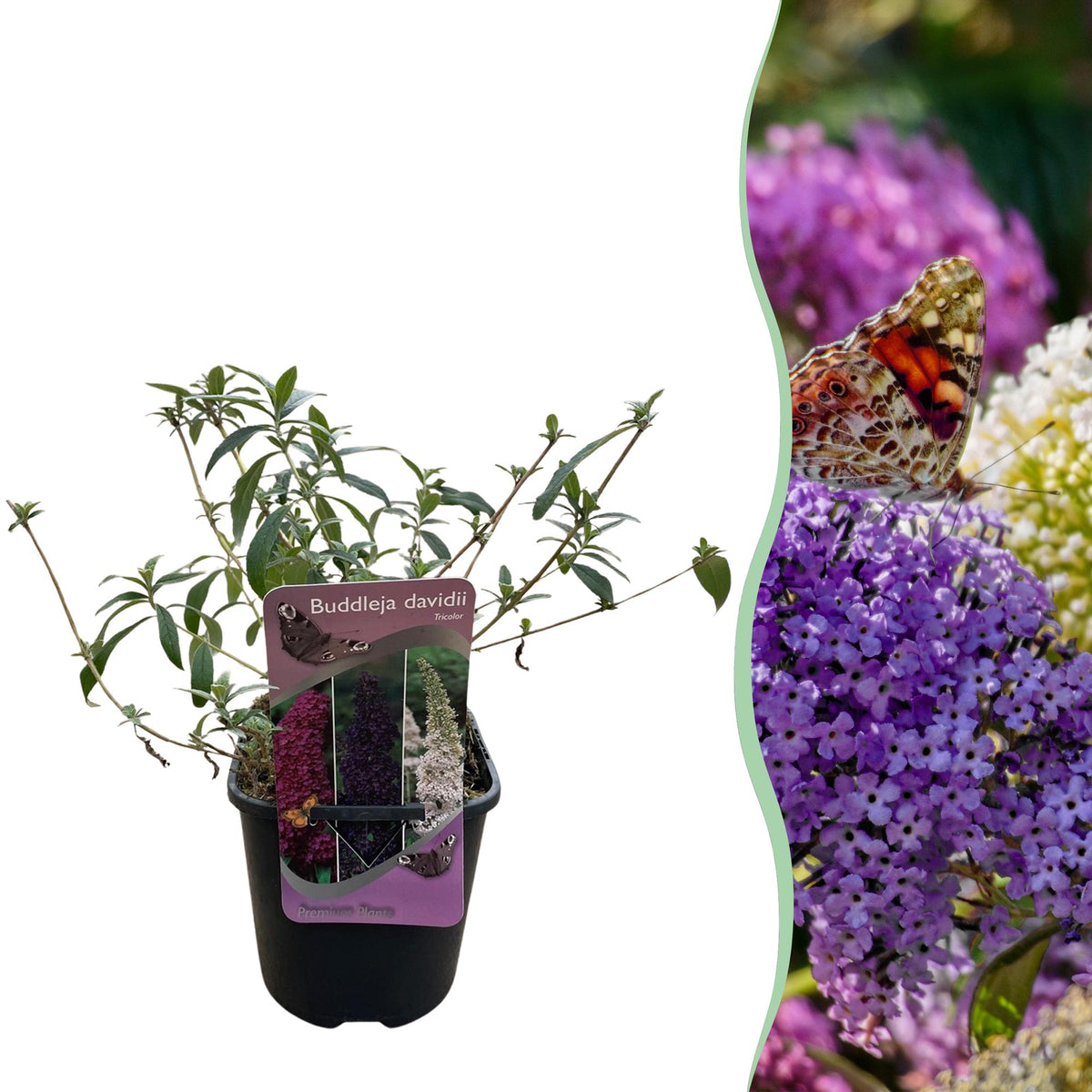 Green boutiQ - Arbre aux papillons - Buddleja davidii Tricolour - Fleurs roses, blanches et violettes - 1 plante - Caduc - Attire les papillons - Pot 17cm Hauteur 30cm