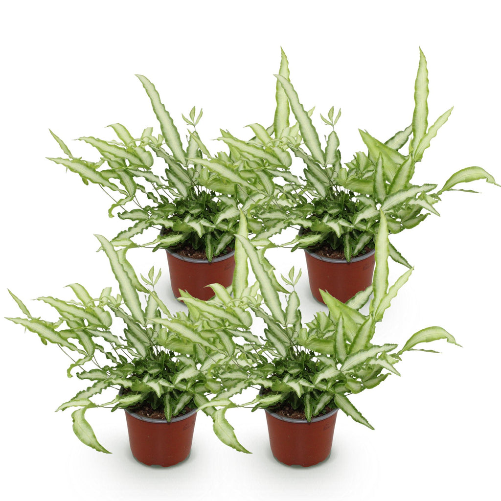 Green boutiQ - Zimmerpflanze - Pteris cretica Albolineata - Bandfarn - Haustierfreundlich - Bunt - 4 Pflanzen - Topf 12cm - Höhe 28-30cm