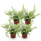 Green boutiQ - Zimmerpflanze - Pteris cretica Albolineata - Bandfarn - Haustierfreundlich - Bunt - 4 Pflanzen - Topf 12cm - Höhe 28-30cm