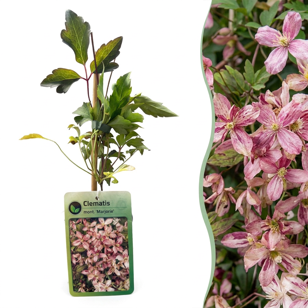 Clematis mont. 'Marjorie' - Mountain clematis 'Marjorie' - Pink - Climber - Ø9cm - ↕35cm