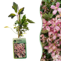 Clematis mont. 'Marjorie' - Mountain clematis 'Marjorie' - Pink - Climber - Ø9cm - ↕35cm