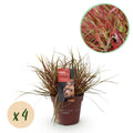 Green boutiQ - Graminées ornementales - Uncinia rubra Everflame - Rouge - 4 plantes - Persistant - Peu d'entretien - Pot 17cm Hauteur 50cm