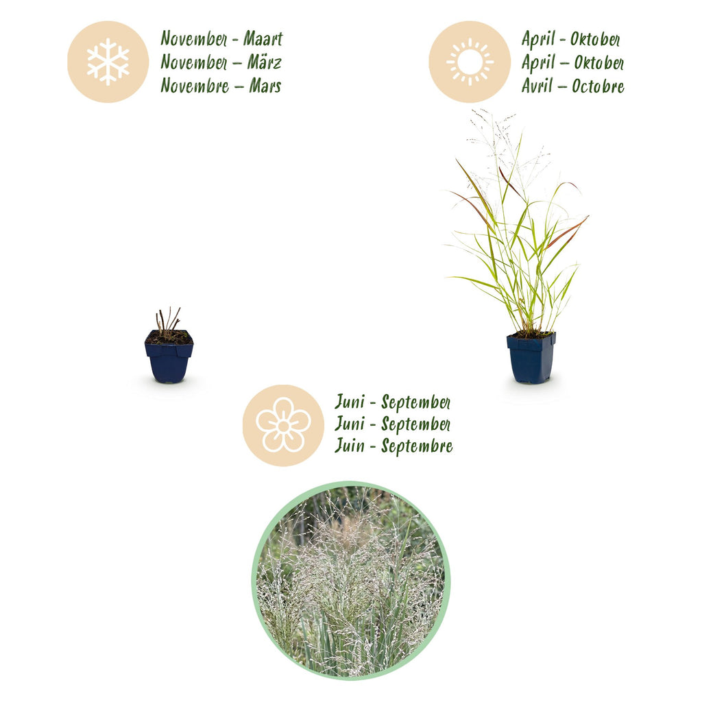 Green boutiQ - Graminées - Panicum virg. Heavy Metal - Panic érigé - Avec plumeau - Bleu - 1 plante - Pot 11 cm - Hauteur 15-25 cm