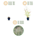 Green boutiQ - Graminées - Panicum virg. Heavy Metal - Panic érigé - Avec plumeau - Bleu - 1 plante - Pot 11 cm - Hauteur 15-25 cm
