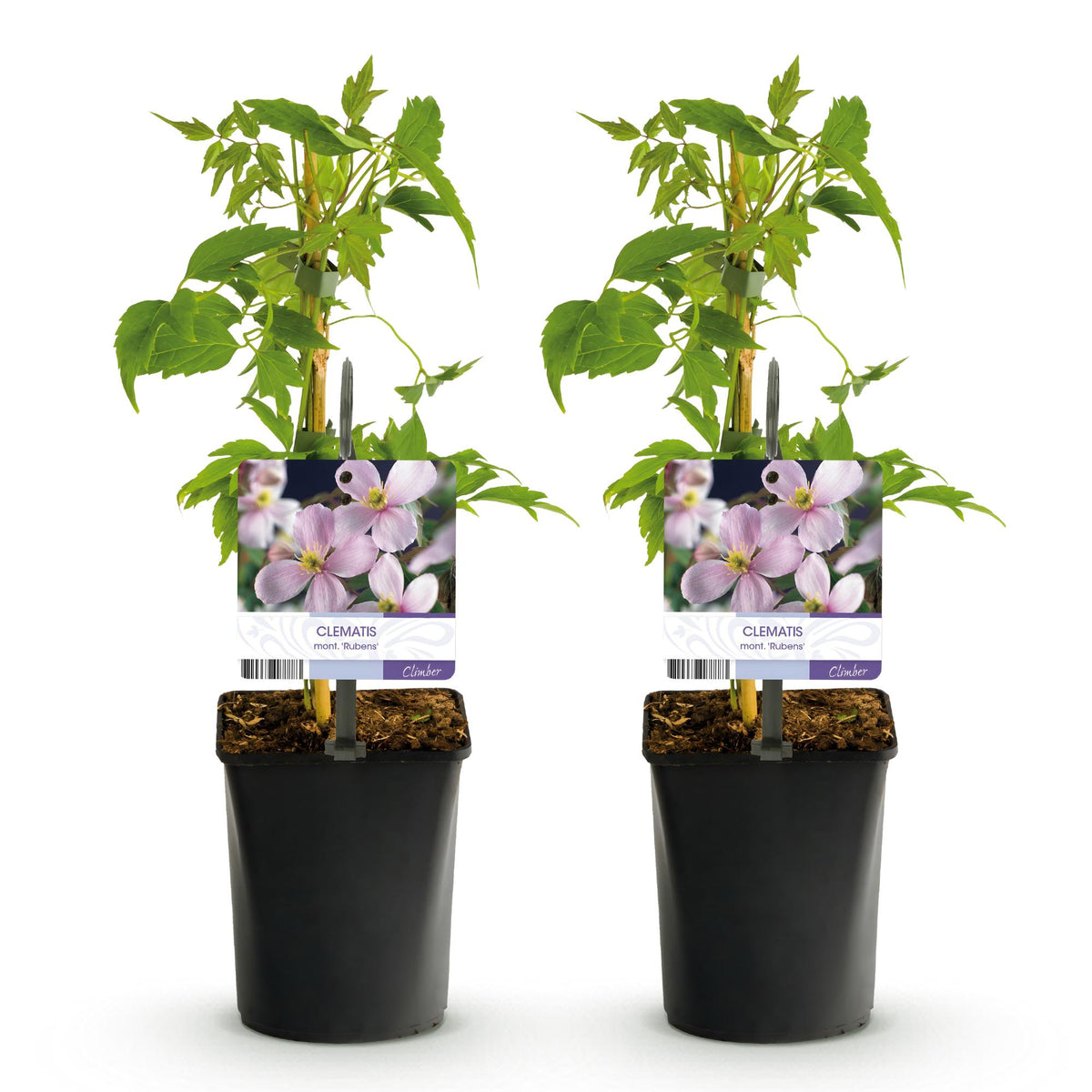 Green boutiQ - Plante grimpante - Clematis montana Rubens - Fleur rose - Floraison précoce - Peu d'entretien - 2 plantes - Pot 11cm Hauteur 40cm