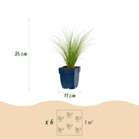 Green boutiQ - Grasses - Stipa tenuissima Ponytails - Feather Grass - Evergreen - Green - 1 Plant - Pot 11cm - Height 15-25cm