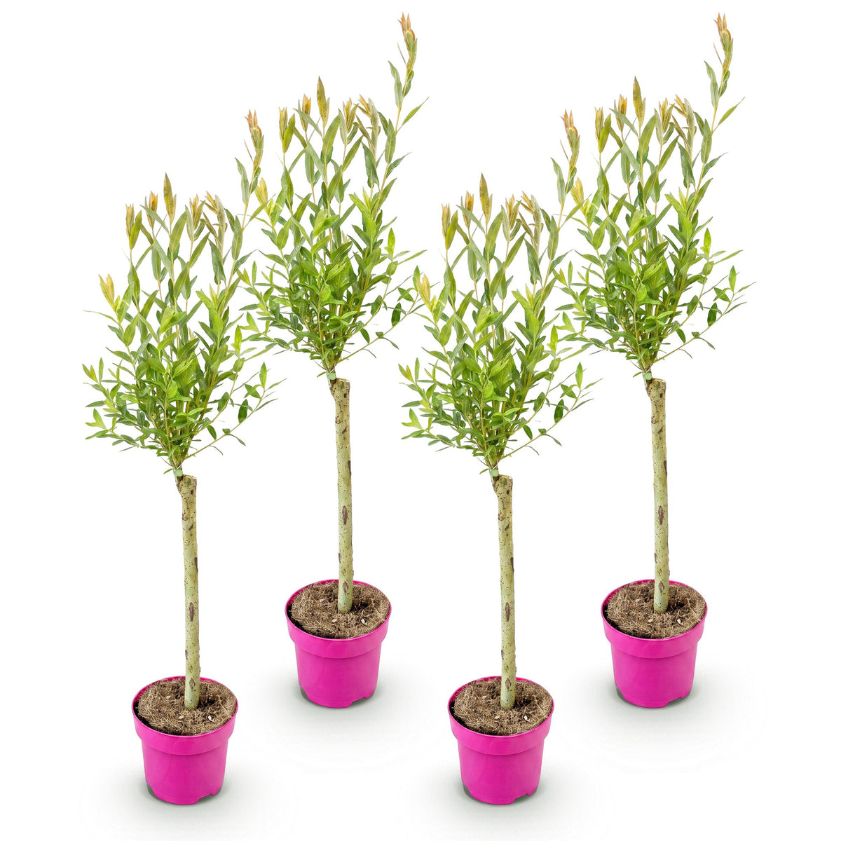 4x - Salix Flamingo - Ø17cm - ↕70-80cm