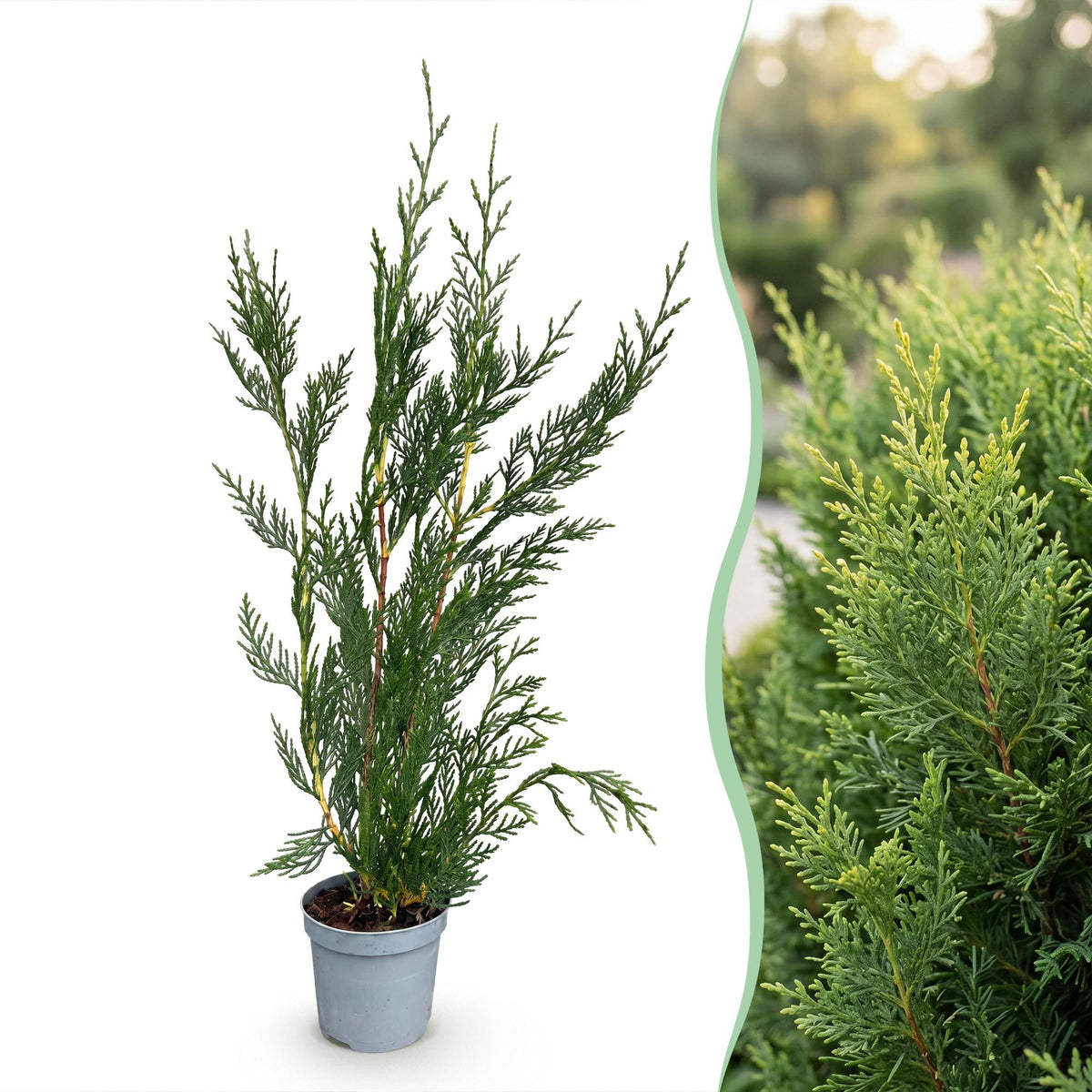 Green boutiQ - 40x Cupressocyparis leylandii 2011 - Leylandii - Haagplanten - Groenblijvend - Groen - Pot 9cm - Hoogte 30-40cm