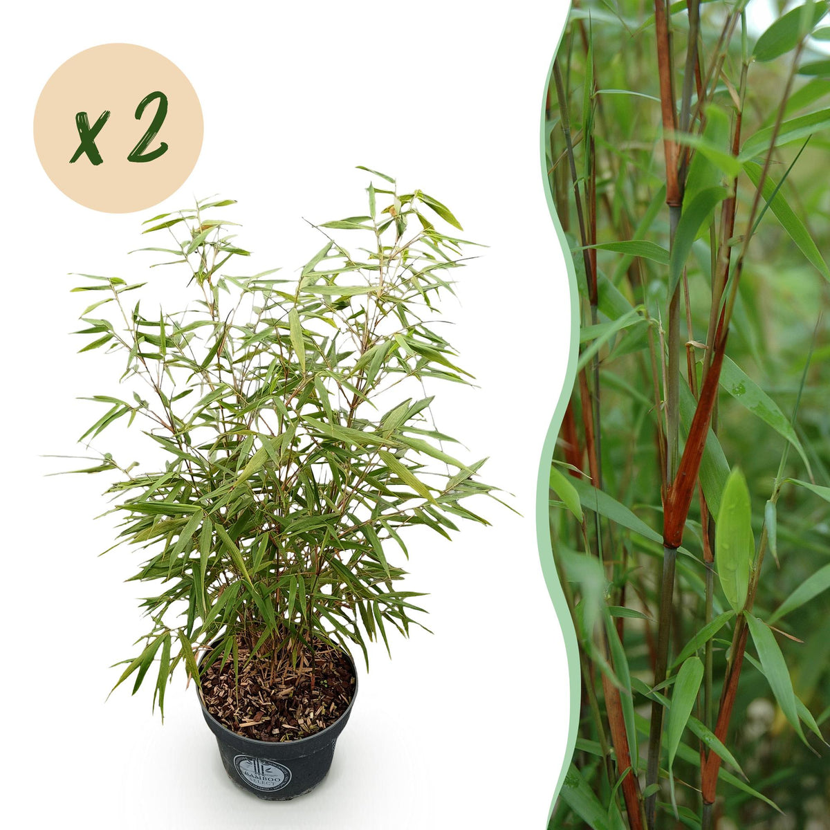 Green boutiQ - Grassen - Fargesia scabrida Asian Wonder - Niet Woekerende Bamboe - Bladhoudend - Groen - 2 Planten - Pot 23 cm - Hoogte 80 cm