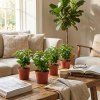 4x Coffea Arabica Koffieplant - Ø 12 cm - Hoogte: 25 cm
