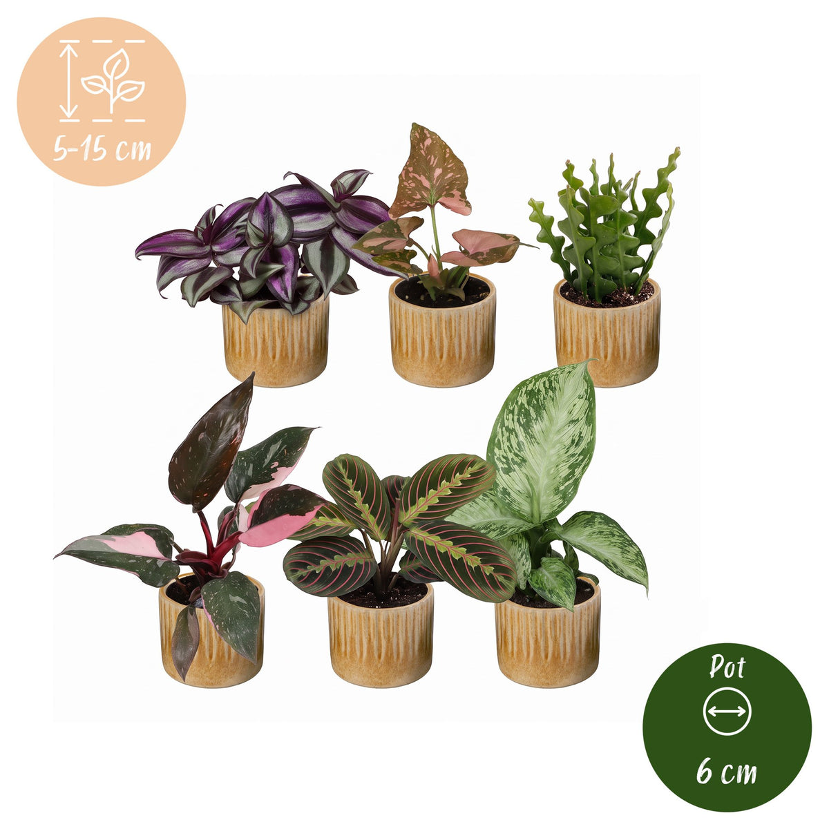 6x Baby Plants Surprise Box - Baby Plants Surprise Box - Various colours - Tropical - incl. Linnea Honey - Ø6cm - ↕5-15cm