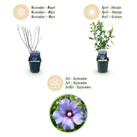 Green boutiQ - Heesters - Hibiscus syriacus Oiseau Blue - Bloem Blauw - 1 Plant - Bladverliezend - Weinig Onderhoud - Pot 17cm Hoogte 45cm