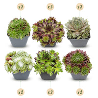 12x - Sempervivum Big Sam - Ø7cm - ↕10-12cm