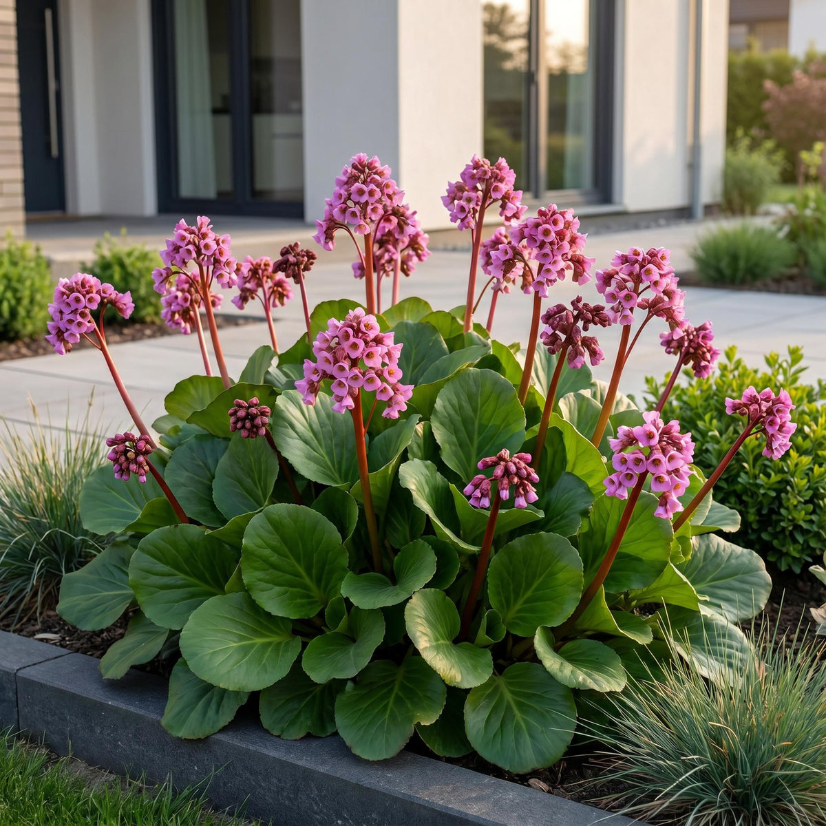 Green boutiQ - Stauden - Bergenia cordifolia - Riesen-Bergenie - Schatten - Rosa - 12 Pflanzen - Topf 11cm - Höhe 15-25cm