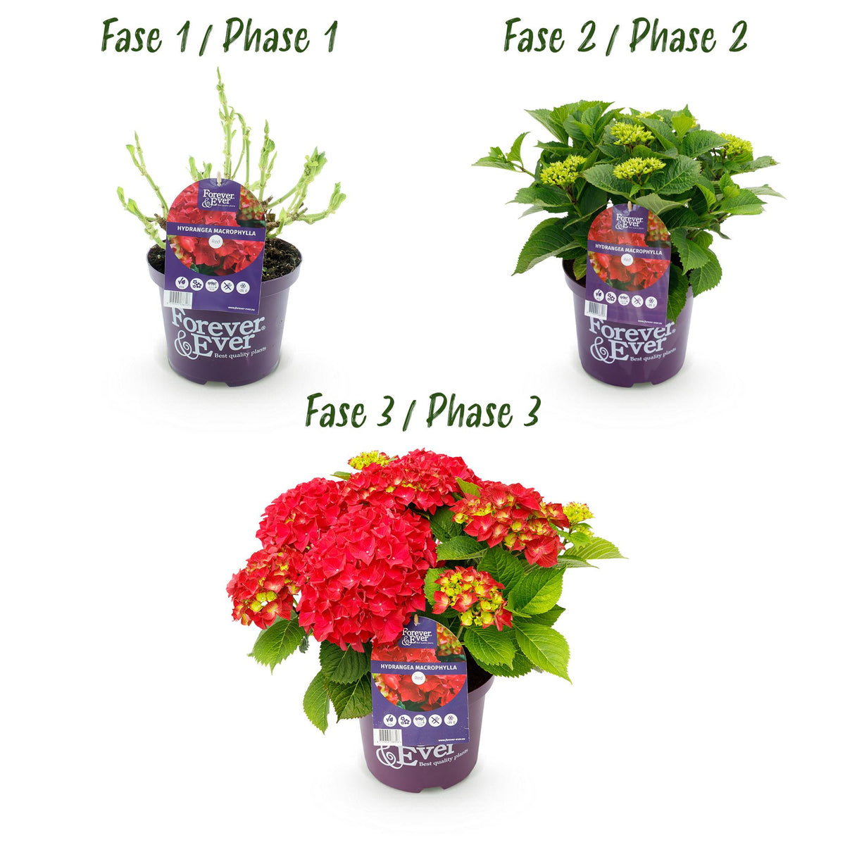 Green boutiQ - Plante de terrasse - Hortensia - Hydrangea Forever & Ever - Rouge - 7-12 fleurs - Pot 23 cm Hauteur 55 cm