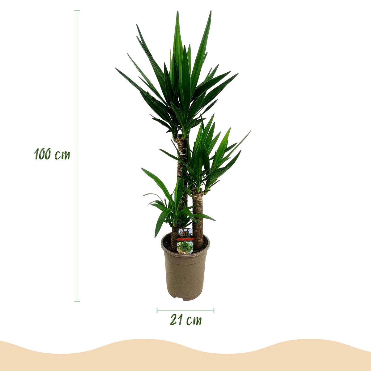 Green boutiQ - Plante d'intérieur - Yucca elephantipes - Yucca - Peu d'entretien - Vert - 1 - Pot 21cm - Hauteur 100cm