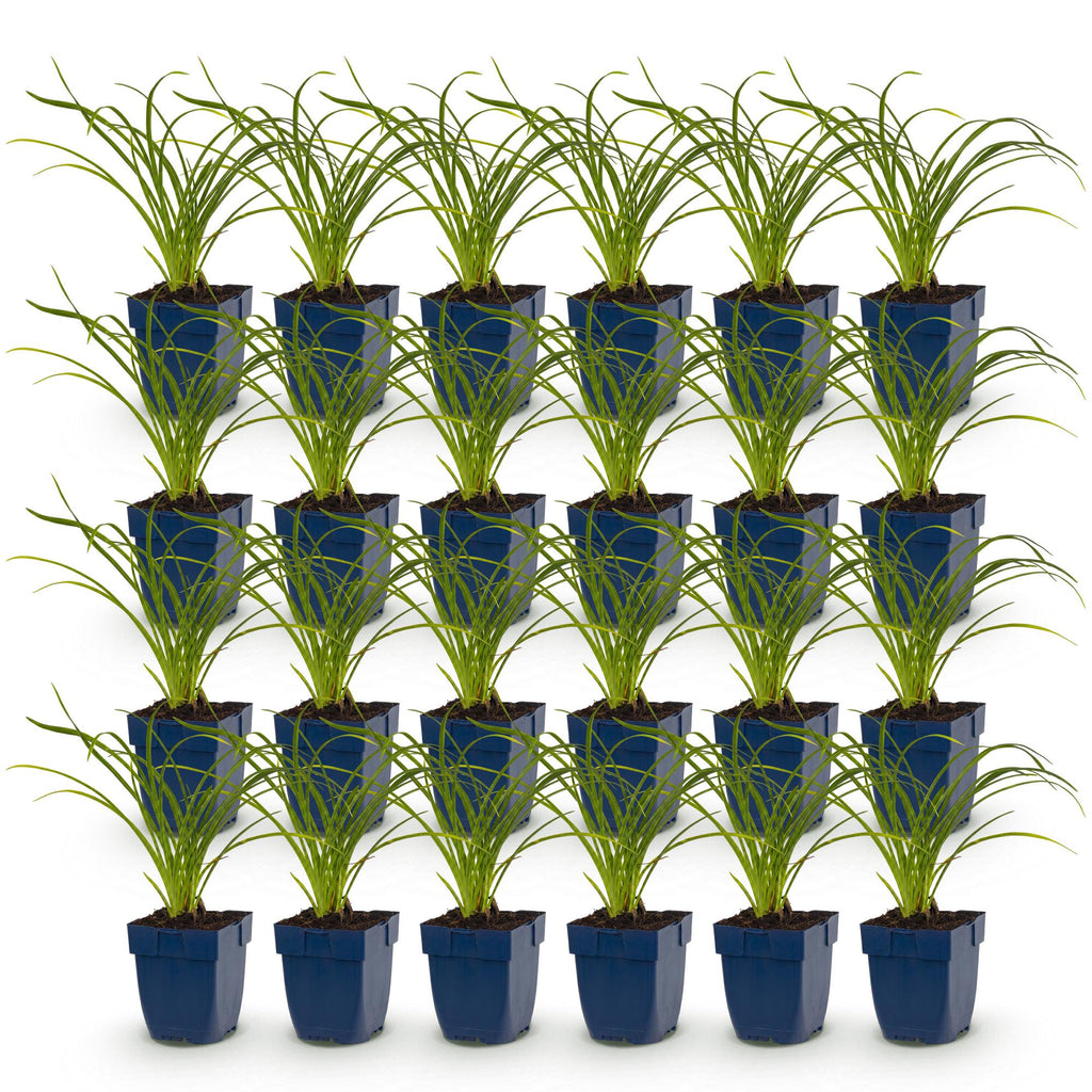 Green boutiQ - Stauden - Hemerocallis Stella d'Oro - Taglilie - Bienen- und Schmetterlingsmagnet - Gelb - 24 Pflanzen - Topf 11cm - Höhe 15-25cm