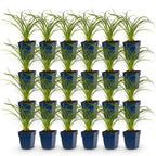 Green boutiQ - Stauden - Hemerocallis Stella d'Oro - Taglilie - Bienen- und Schmetterlingsmagnet - Gelb - 24 Pflanzen - Topf 11cm - Höhe 15-25cm