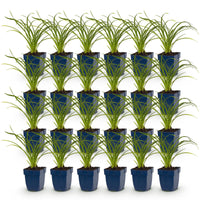 Green boutiQ - Vasteplant - Hemerocallis Stella d'Oro - Daglelie - Bijen en Vlinderlokkers - Geel - 24 Planten - Pot 11cm - Hoogte 15-25cm