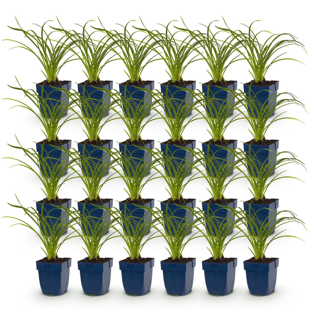 Green boutiQ - Plante vivace - Hemerocallis Stella d'Oro - Hémérocalle - Attire les abeilles et les papillons - Jaune - 24 Plantes - Pot 11cm - Hauteur 15-25cm