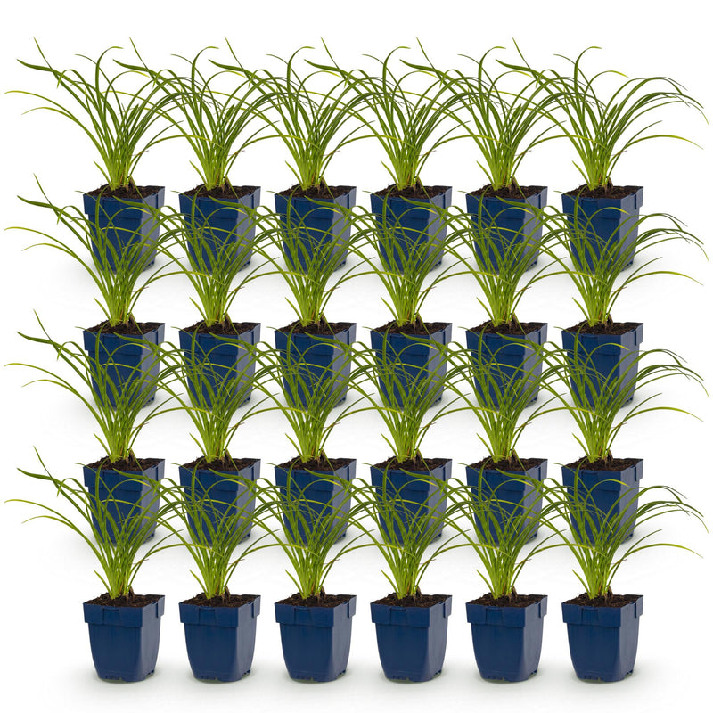 Green boutiQ - Vasteplant - Hemerocallis Stella d'Oro - Daglelie - Bijen en Vlinderlokkers - Geel - 24 Planten - Pot 11cm - Hoogte 15-25cm