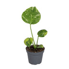Monstera Deliciosa Electro Light - Electro Light Swiss Cheese Plant - Green - Tropical - Ø6cm - ↕18cm