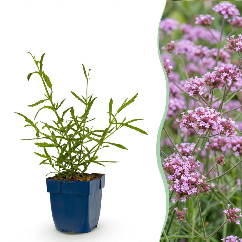 Green boutiQ - Vasteplant - Verbena bonariensis Lollipop - Ijzerhard - Bijen en Vlinderlokkers - Paars - 3 Planten - Pot 11cm - Hoogte 15-25cm